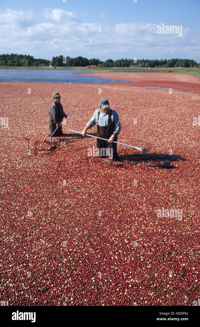 Gathering Ripe Cranberries At The Ocean Spray Cranberry Farm In Stock Photo Alamy