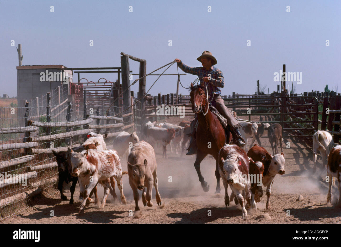 Cowboy roping Longhorn calves for branding Skull Valley Ranch Tooele
