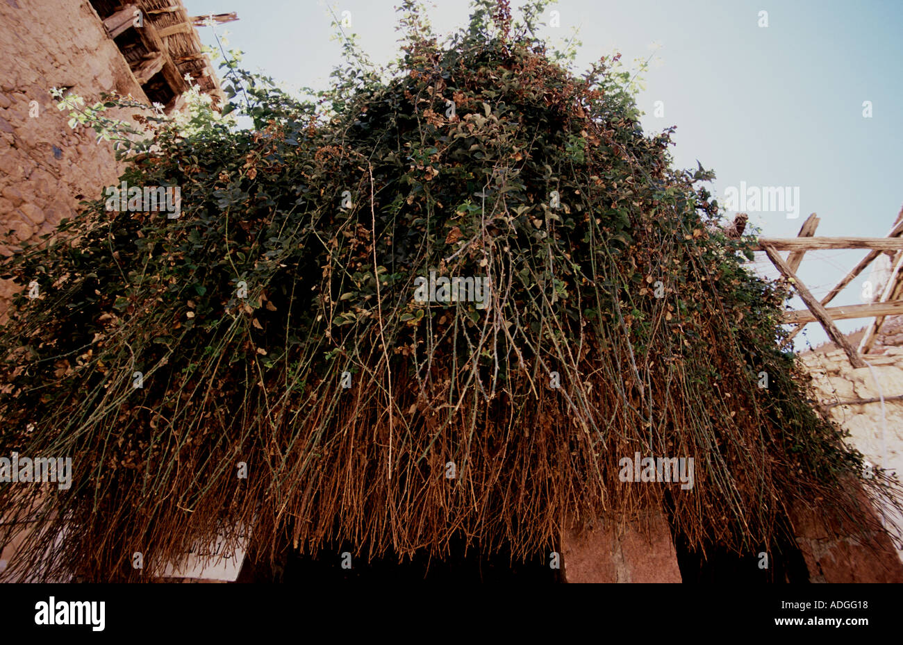 Burning Bush of Moses Monastery of St Catherine Sinai Egypt Stock Photo