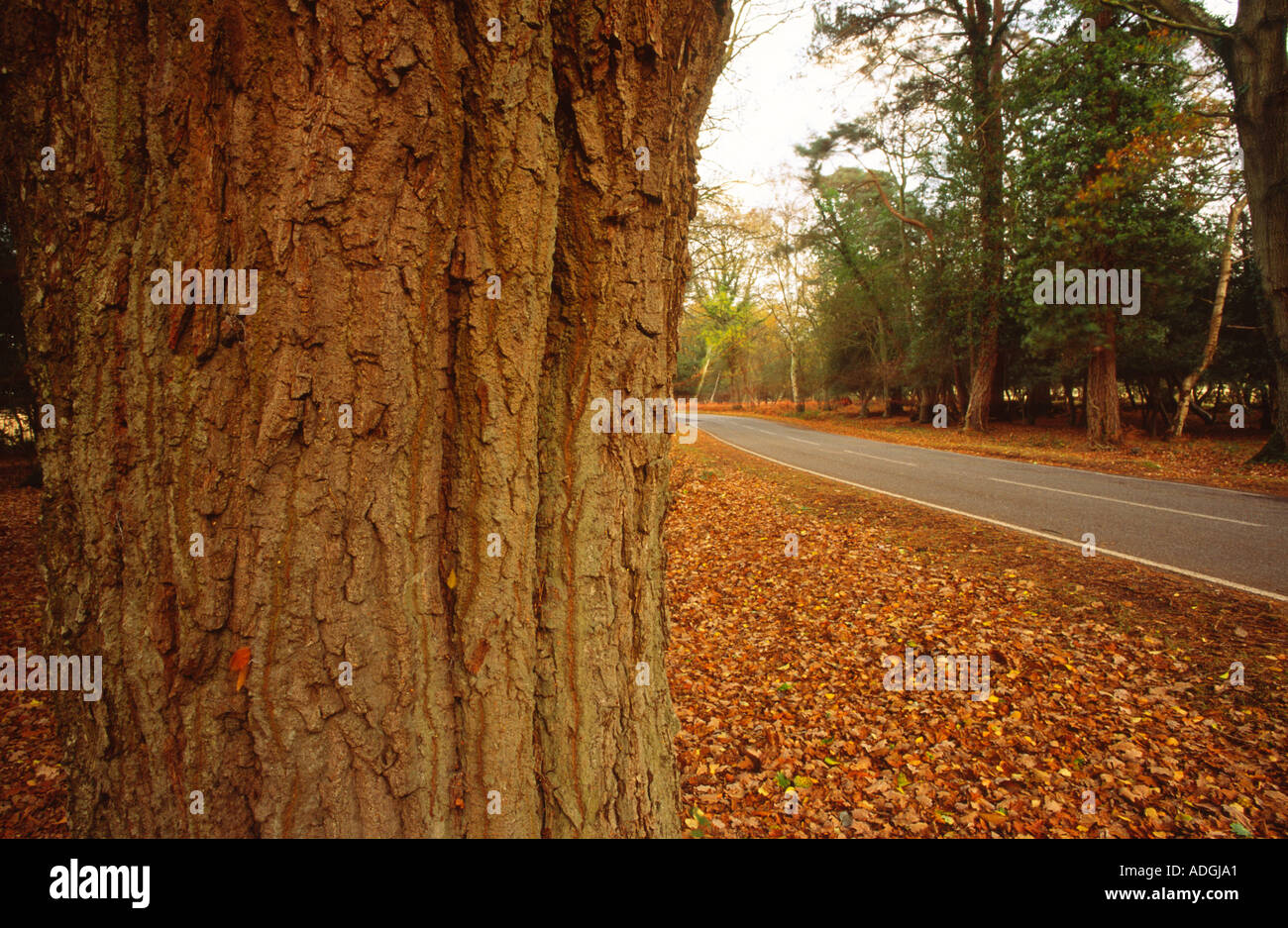 Heavy oak tree hi-res stock photography and images - Alamy