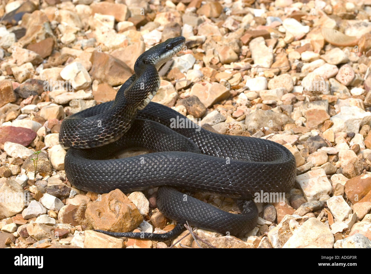 Black Rat Snake Elaphe obsoleta Flat Creek Barry County Missouri United