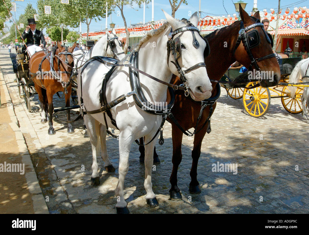Four in hand barouche hires stock photography and images Alamy