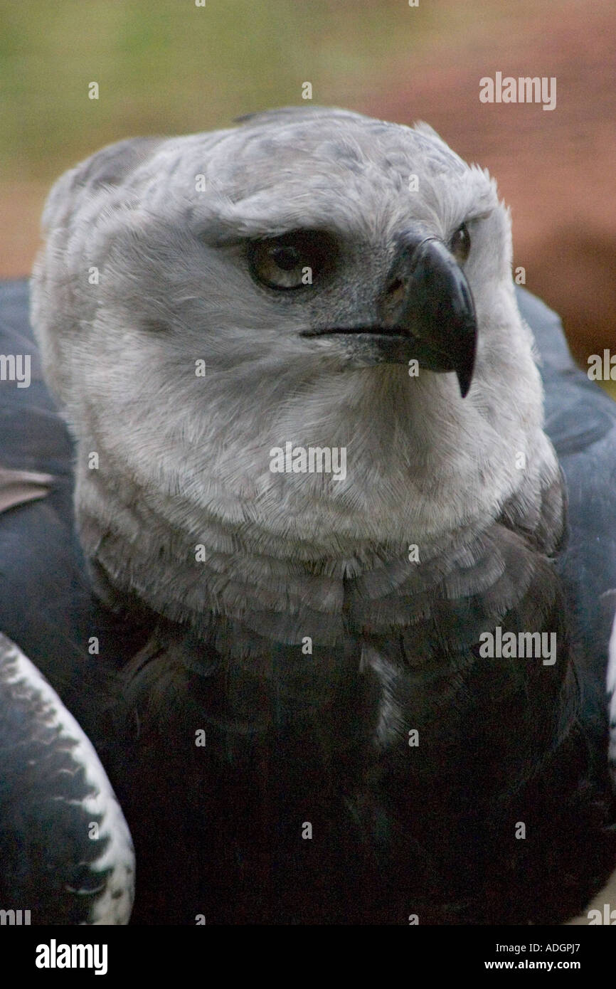 Harpy Eagle, Eagle, rainforest eagle Stock Photo Alamy