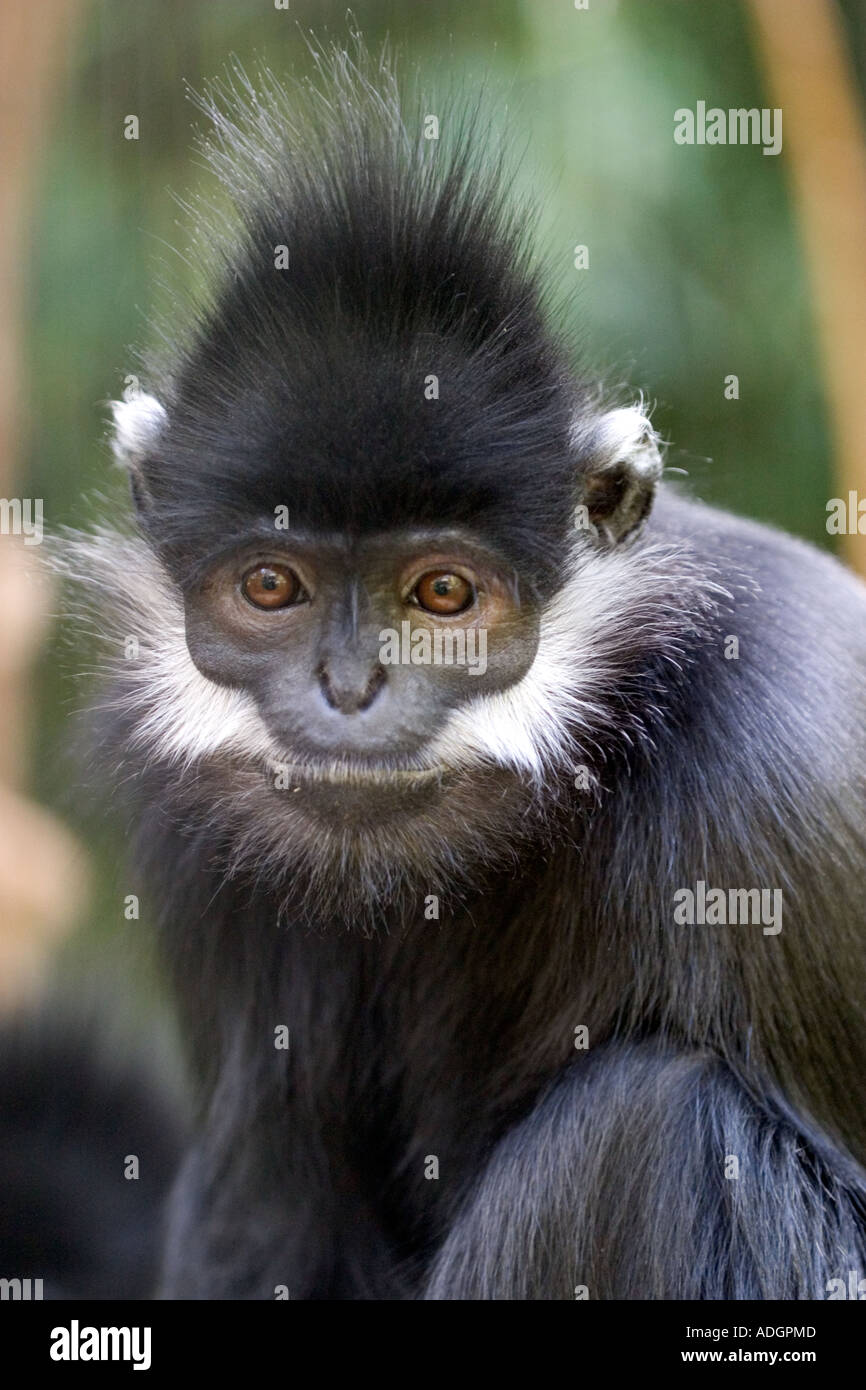Colobus monkey at Oklahoma City Zoo Stock Photo Alamy
