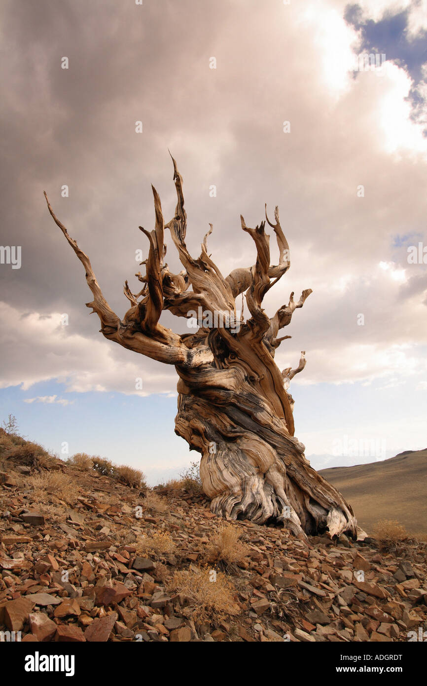Bristlecone Pine Tree, Sierra Nevada Mountains, California Stock Photo