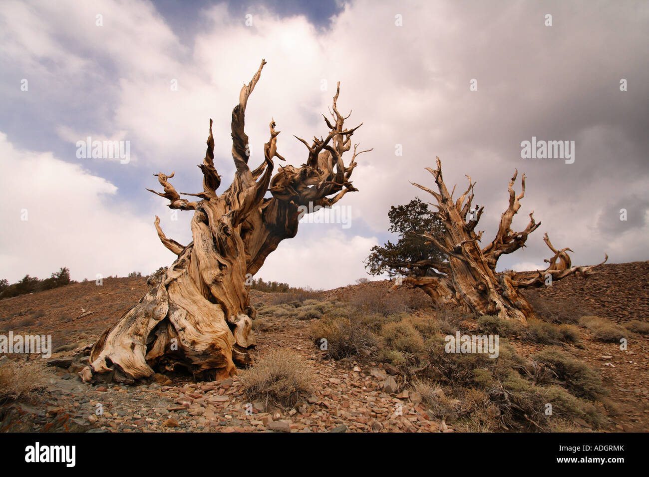Bristlecone Pine Tree, Sierra Nevada Mountains, California Stock Photo