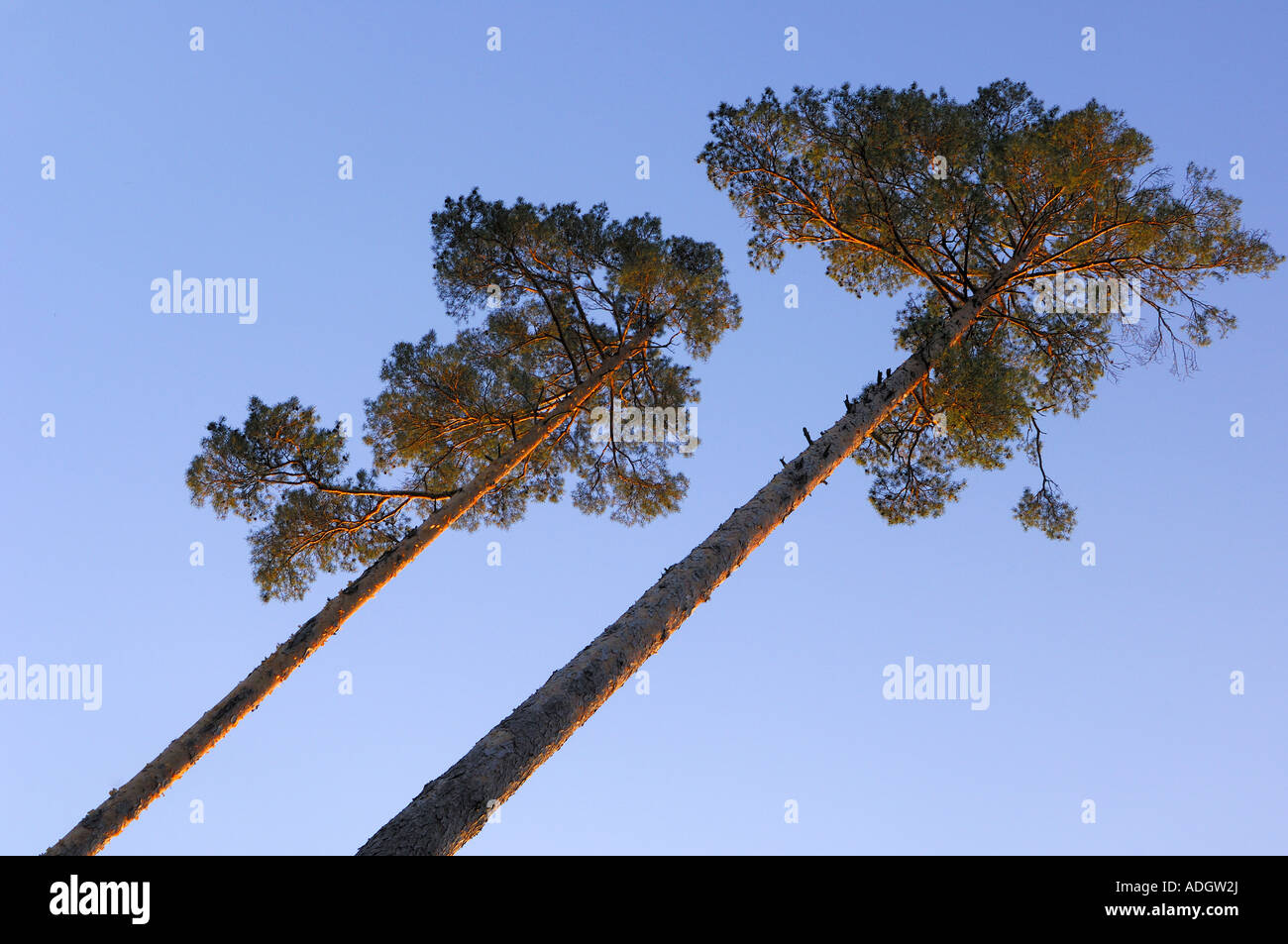 Trees angles hi-res stock photography and images - Alamy