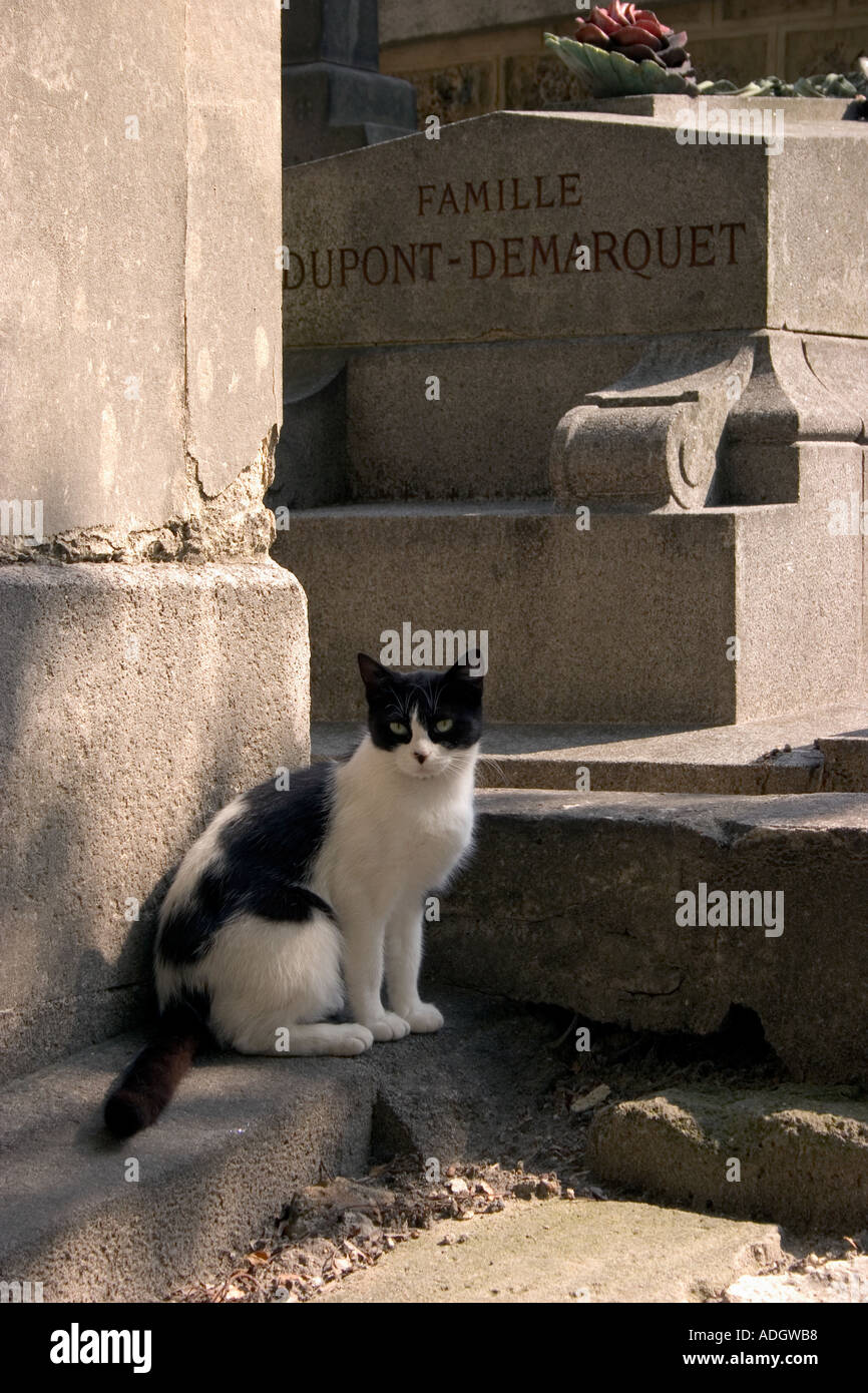 Feral Cat in Cimetiere de Montmartre Paris Stock Photo