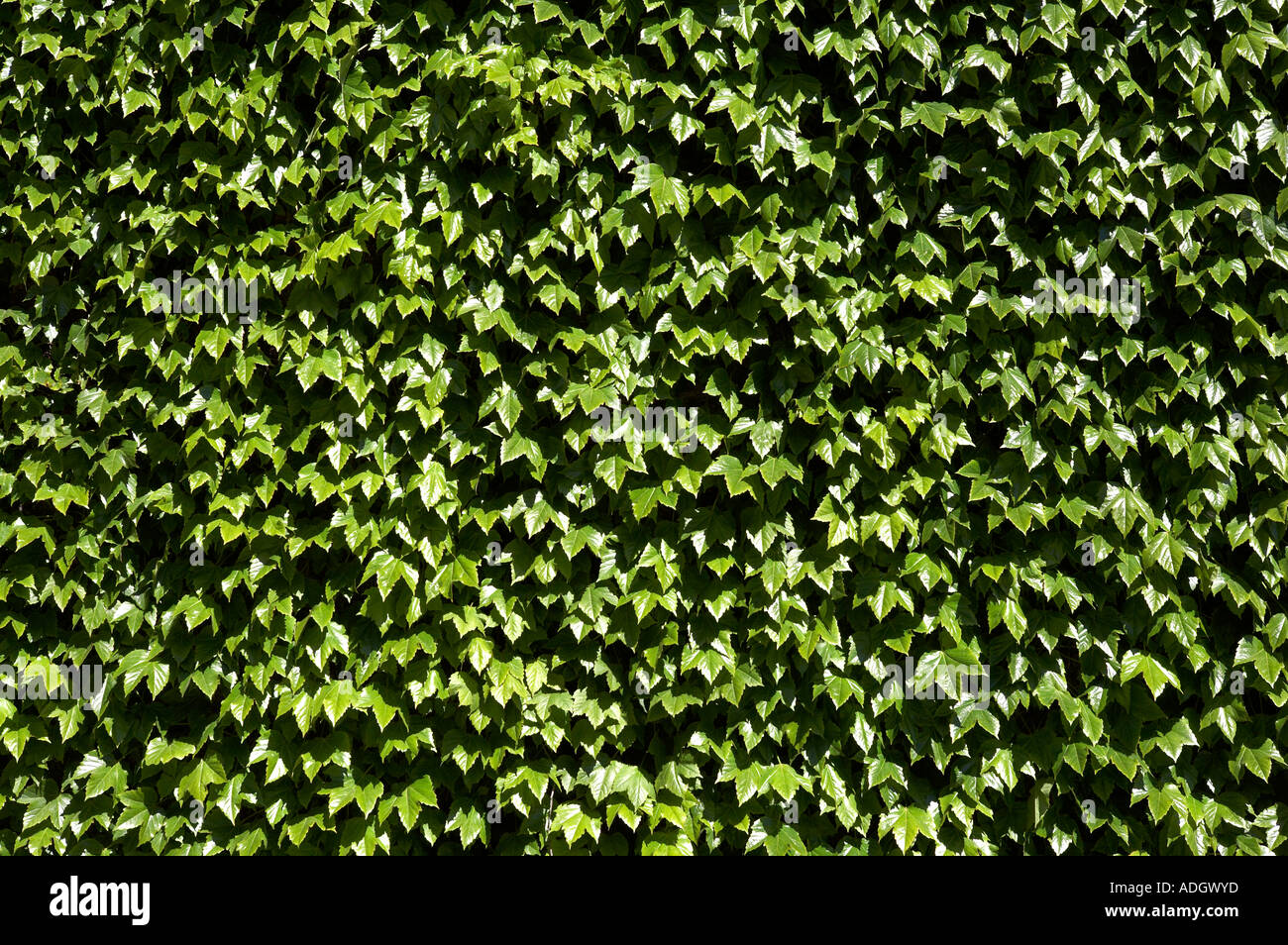 green hedera helix or common english ivy covering the wall of the old admiralty in london uk europe Stock Photo