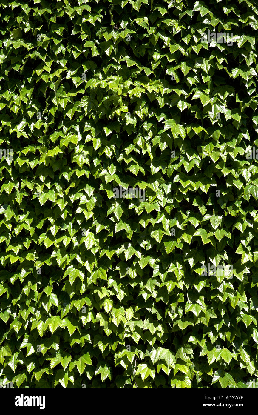 green hedera helix or common english ivy covering the wall of the old admiralty in london uk europe Stock Photo