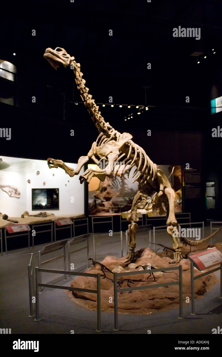 titanosaurus australis Stock Photo