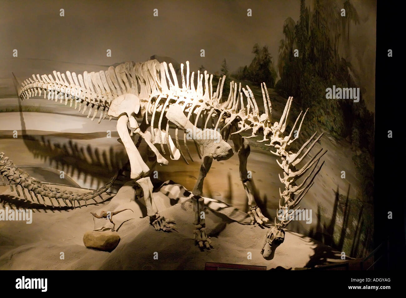 Egidio Feruglio museum Stock Photo Alamy