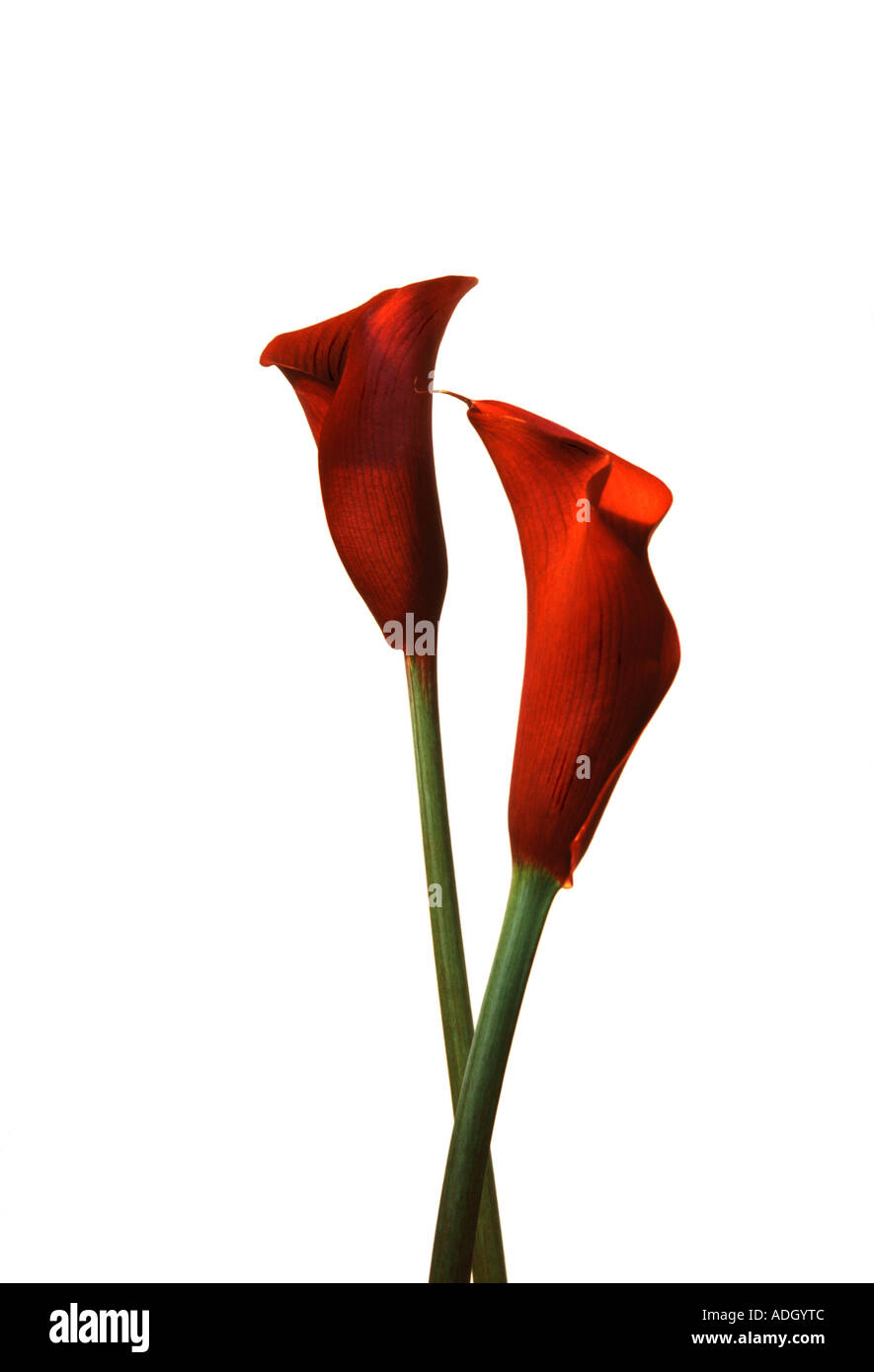Two calla lillies hires stock photography and images Alamy
