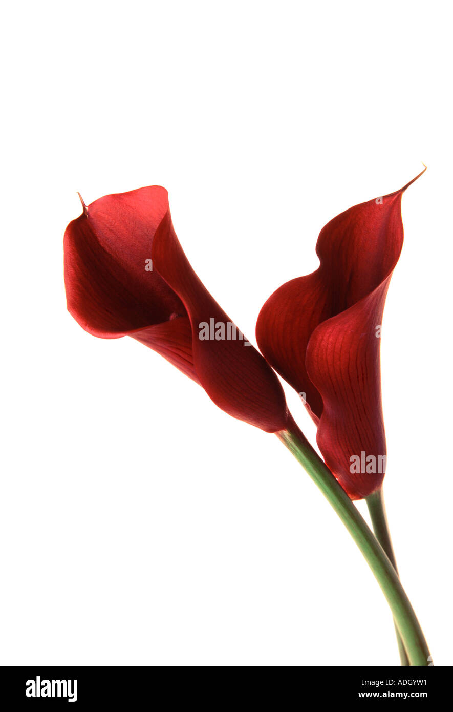 Two red Calla Lilies Stock Photo