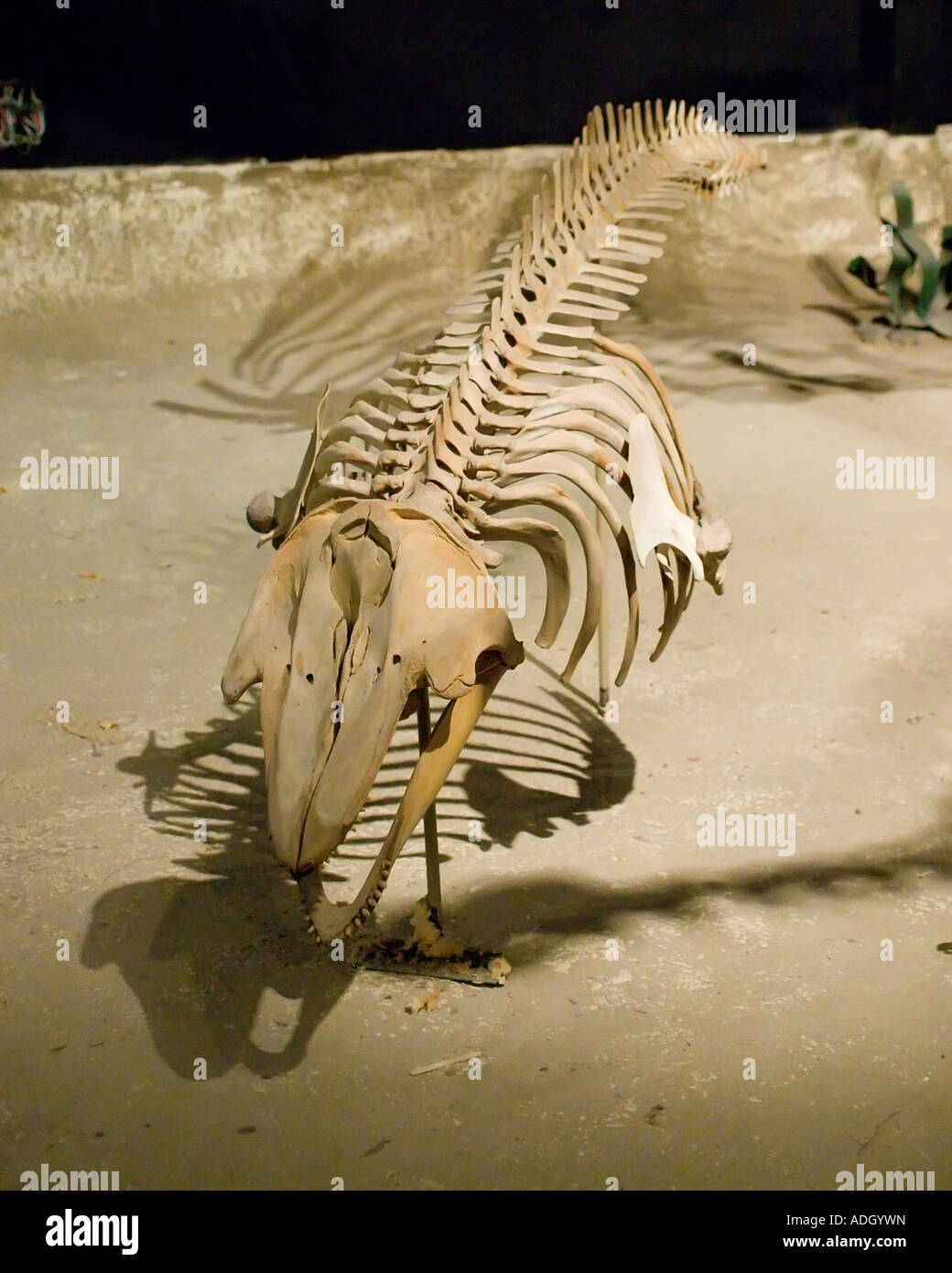 Egidio Feruglio paleontology museum Stock Photo Alamy