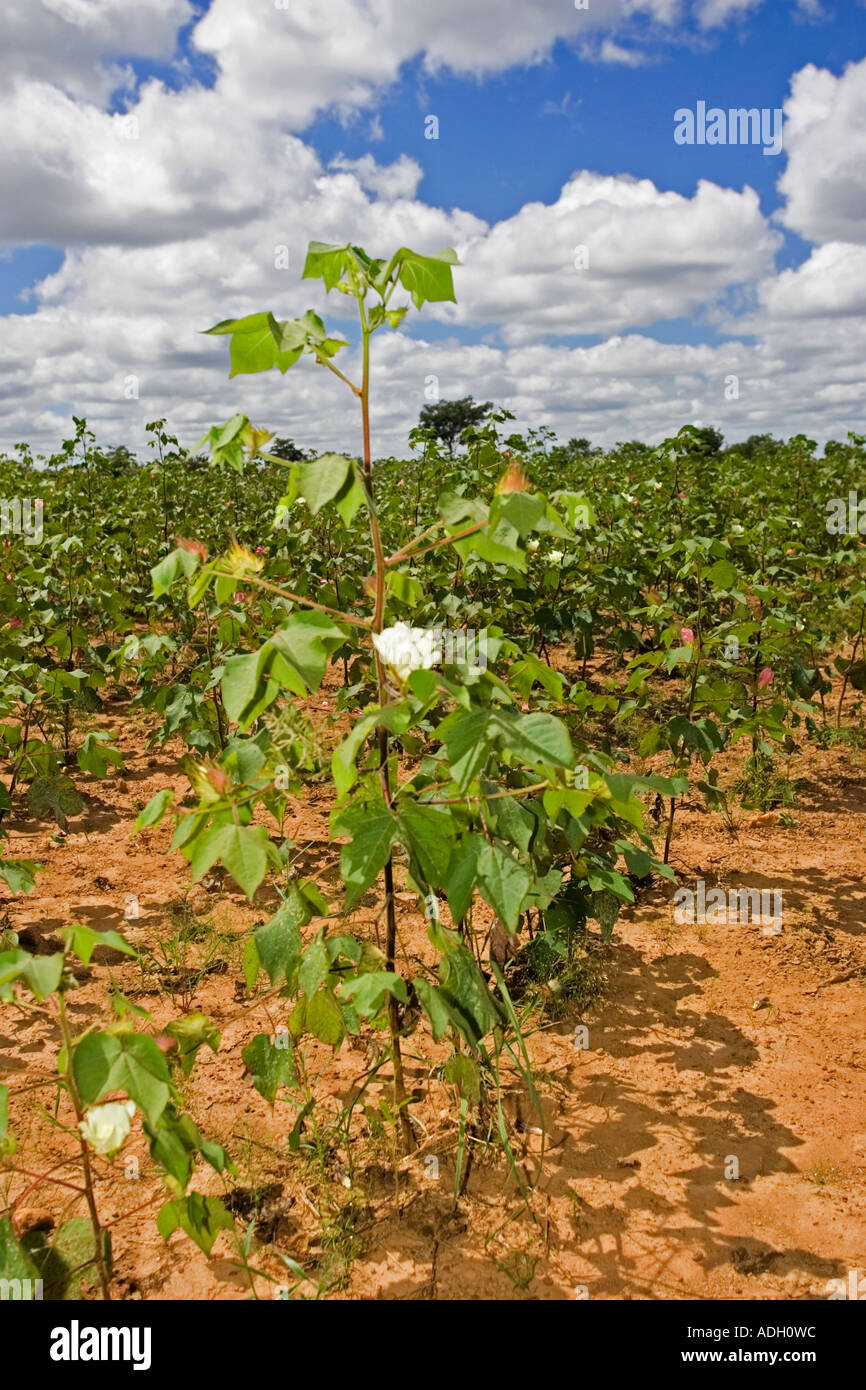 Cotton farming zambia hires stock photography and images Alamy