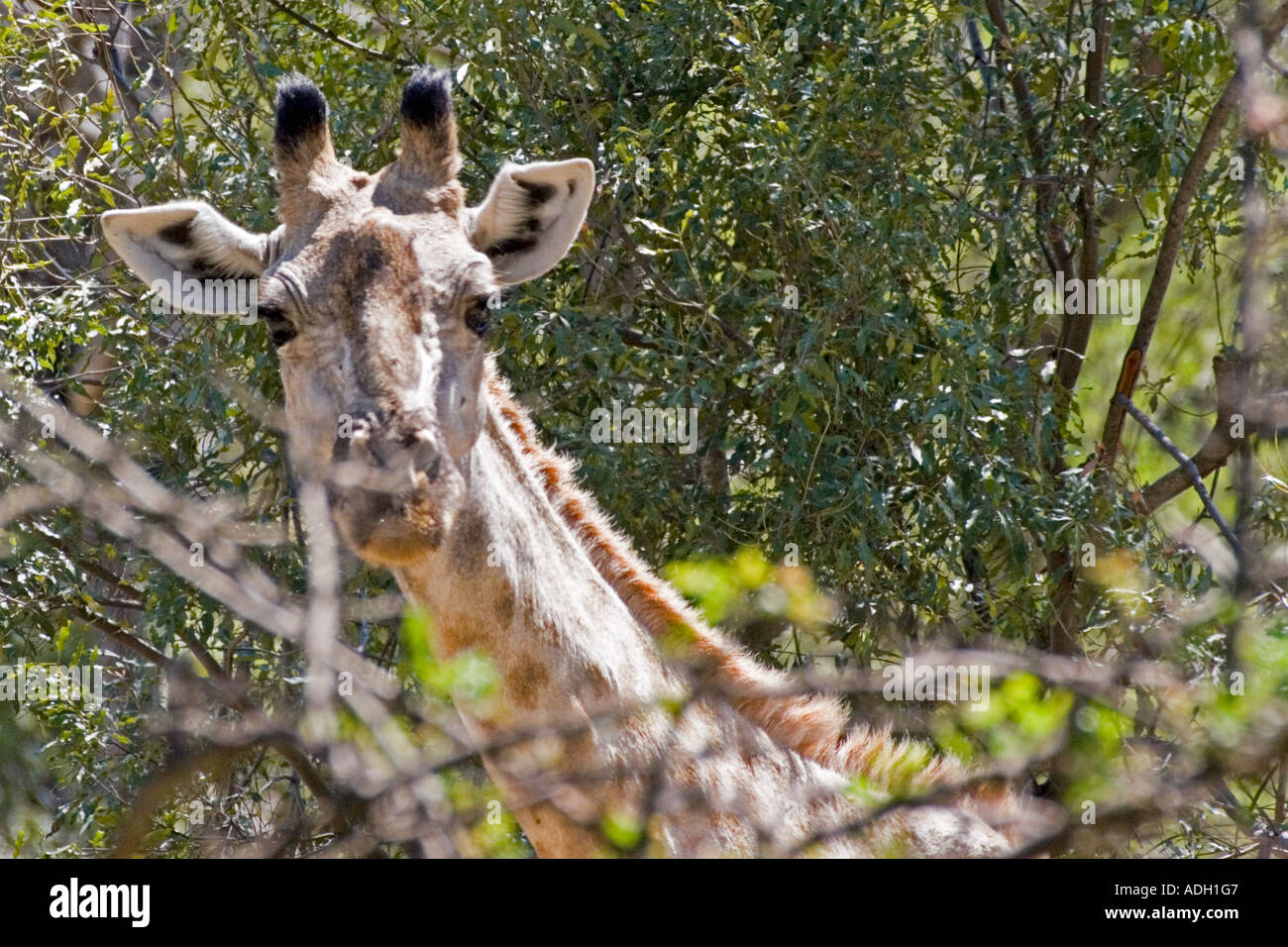 A Zambian giraffe (Giraffa camelopardalis) Stock Photo