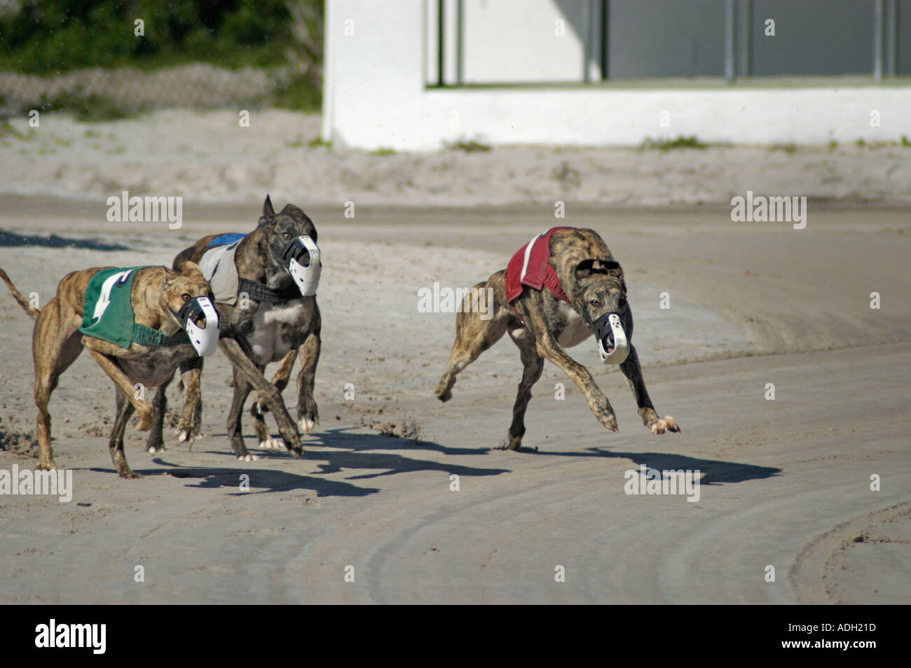 Dog Races in Florida Stock Photo Alamy