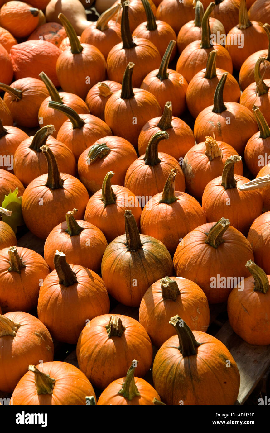 Field of pumpkins Stock Photo - Alamy