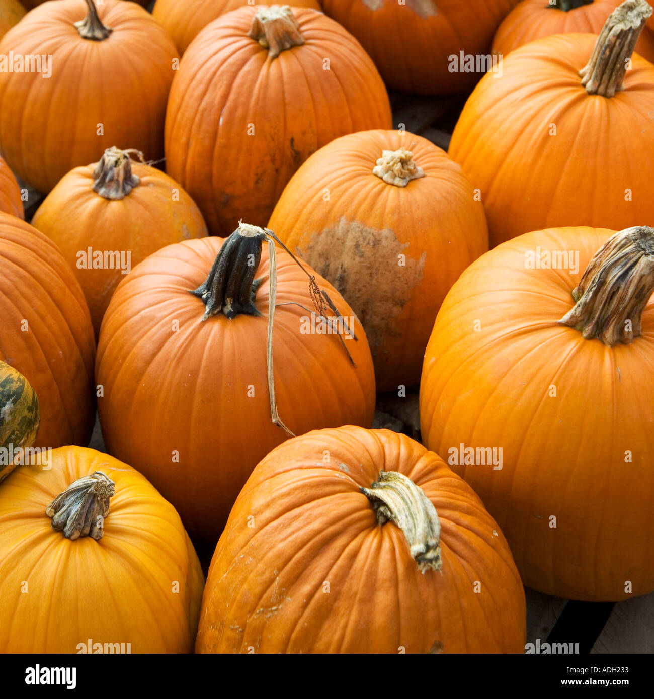 A bunch of pumpkins Stock Photo Alamy