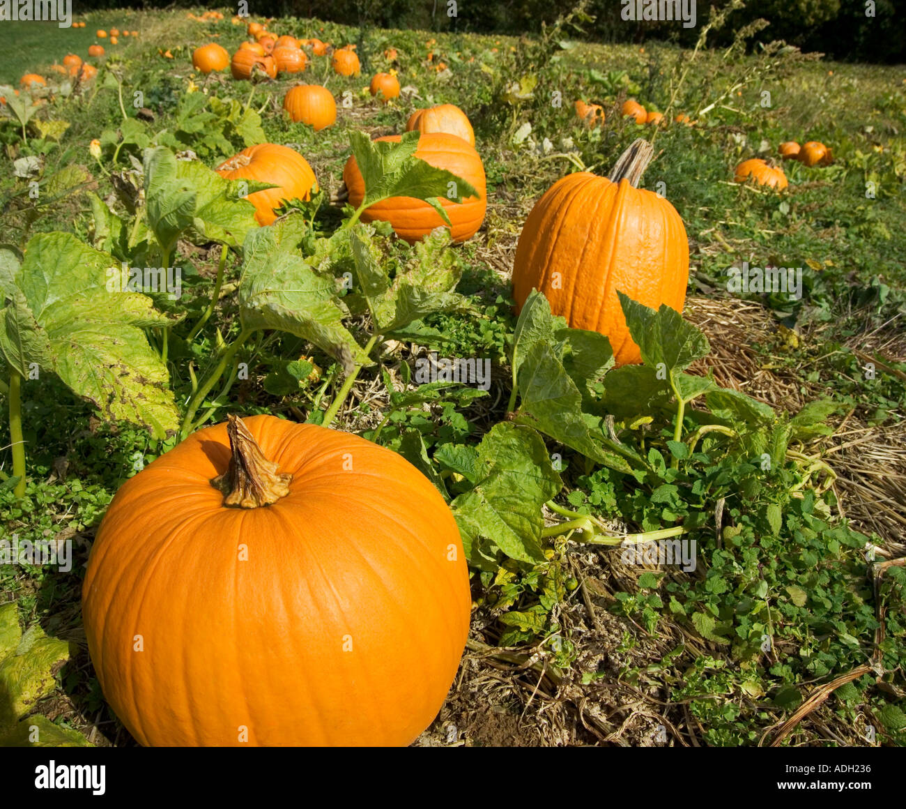 Сбор тыквы. Спелая тыква. Тыква витаминная ботва. Спелая тыква. Тыква орешек.