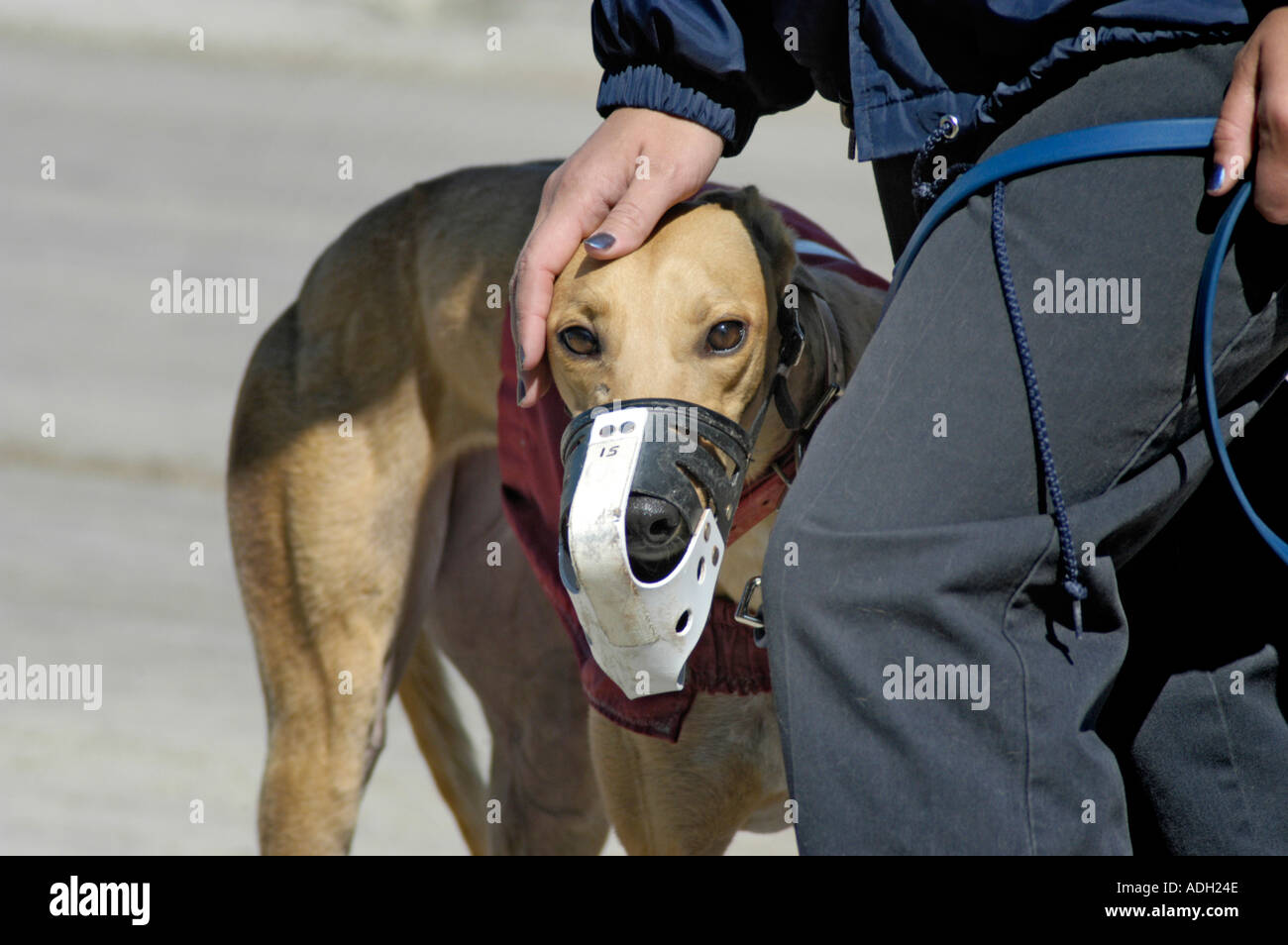 Dog Races in Florida Stock Photo Alamy
