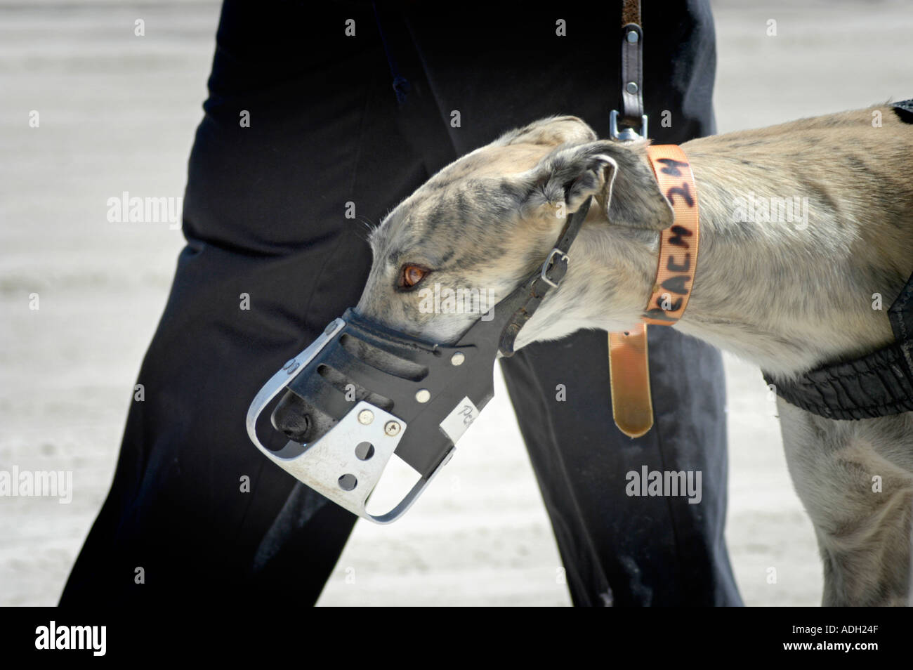 Dog Races in Florida Stock Photo Alamy