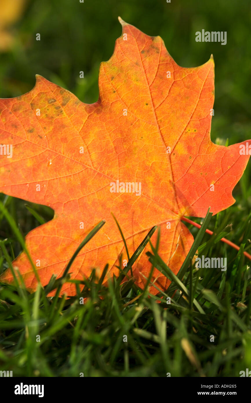 Fallen orange leaf on green grass Stock Photo - Alamy