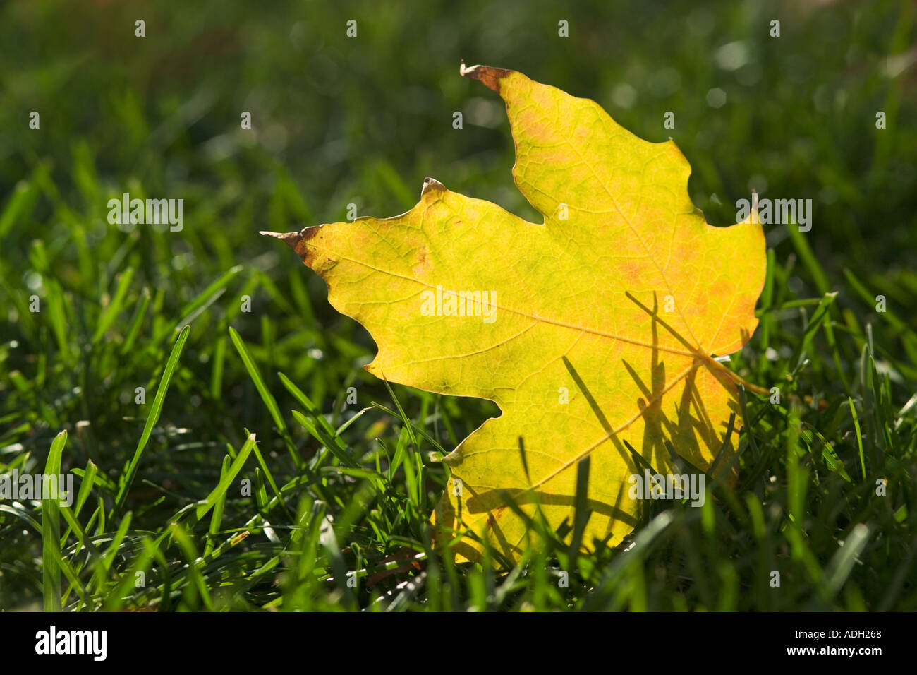Yellow leaf in grass hi-res stock photography and images - Alamy