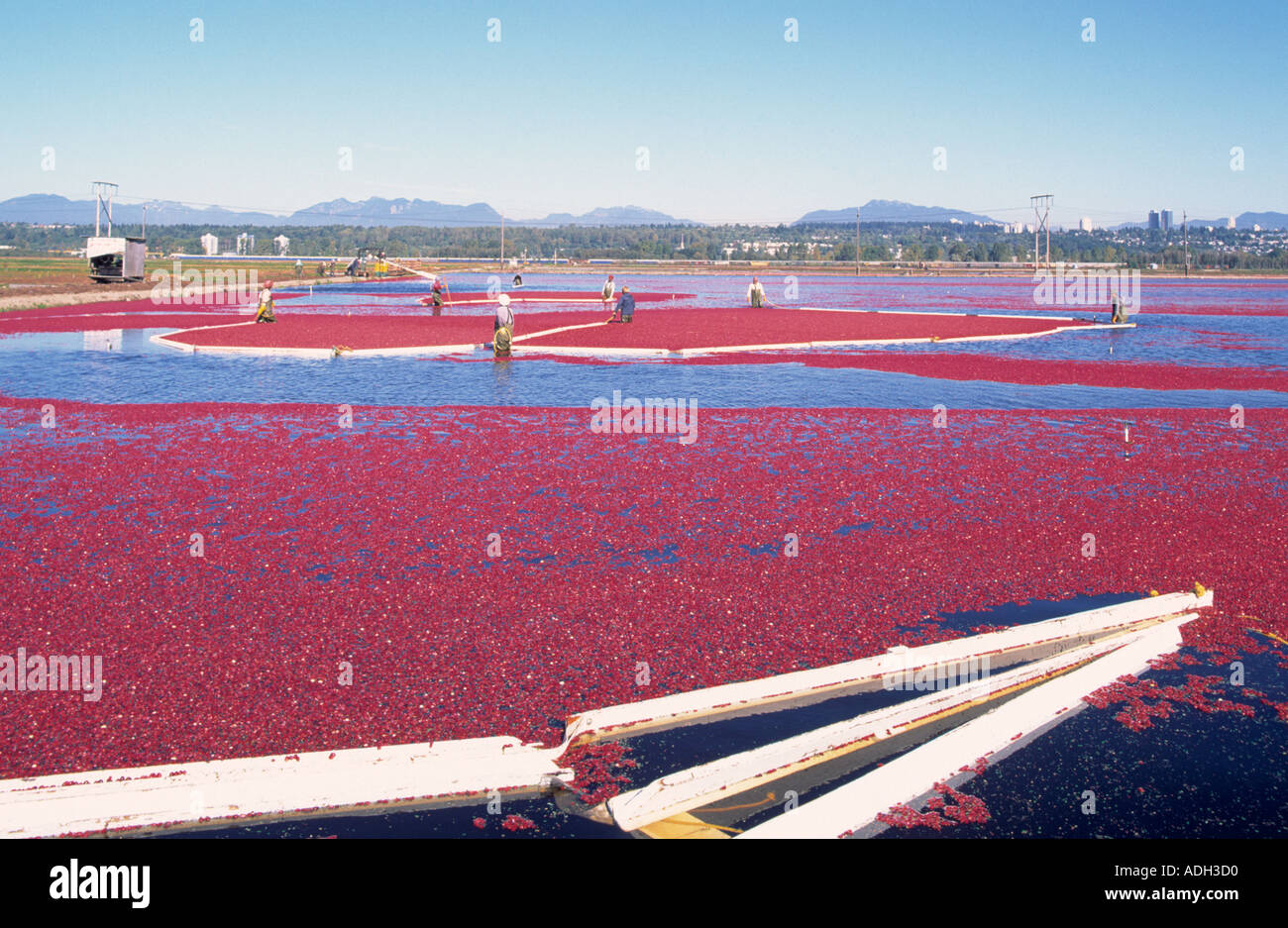 Workers harvesting Cranberries with a Bog Boom in a Flooded Field on a