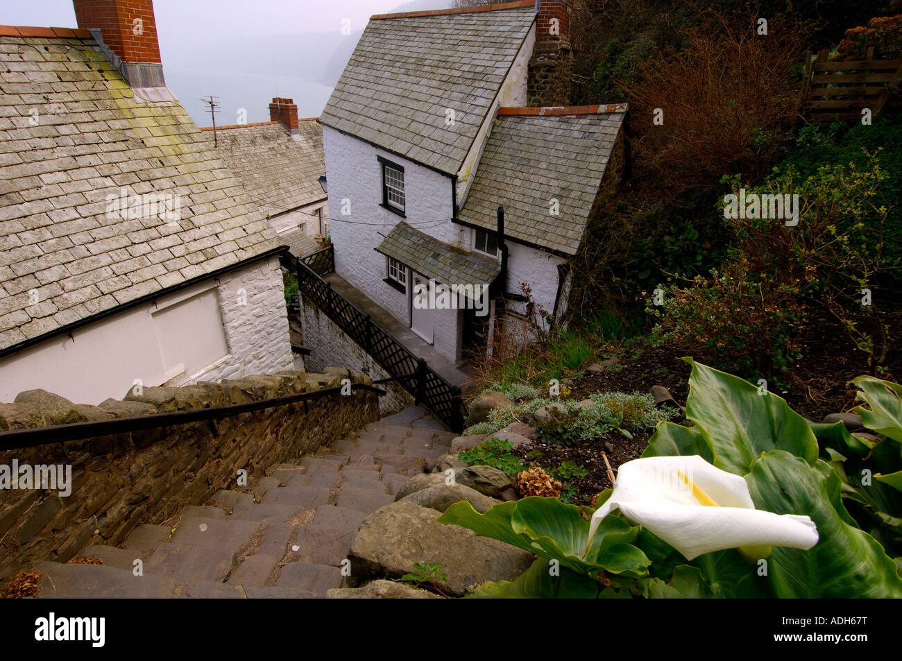 A street in Clovelly looking down the steep ancient stone steps with quirky old buildings and a white lily in the foreground Stock Photo