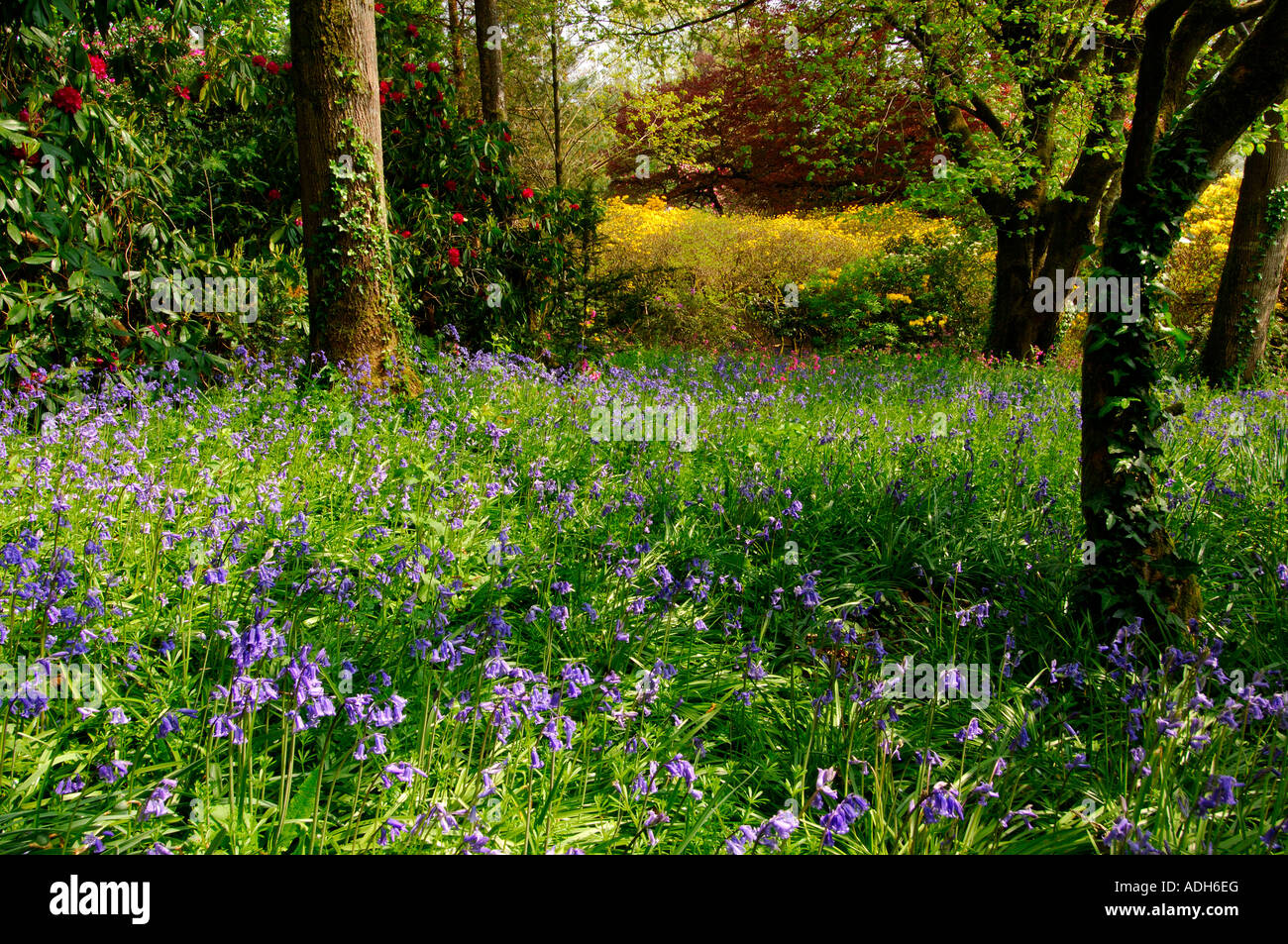 Carpet of bluebells in a thinly wooded copse Stock Photo