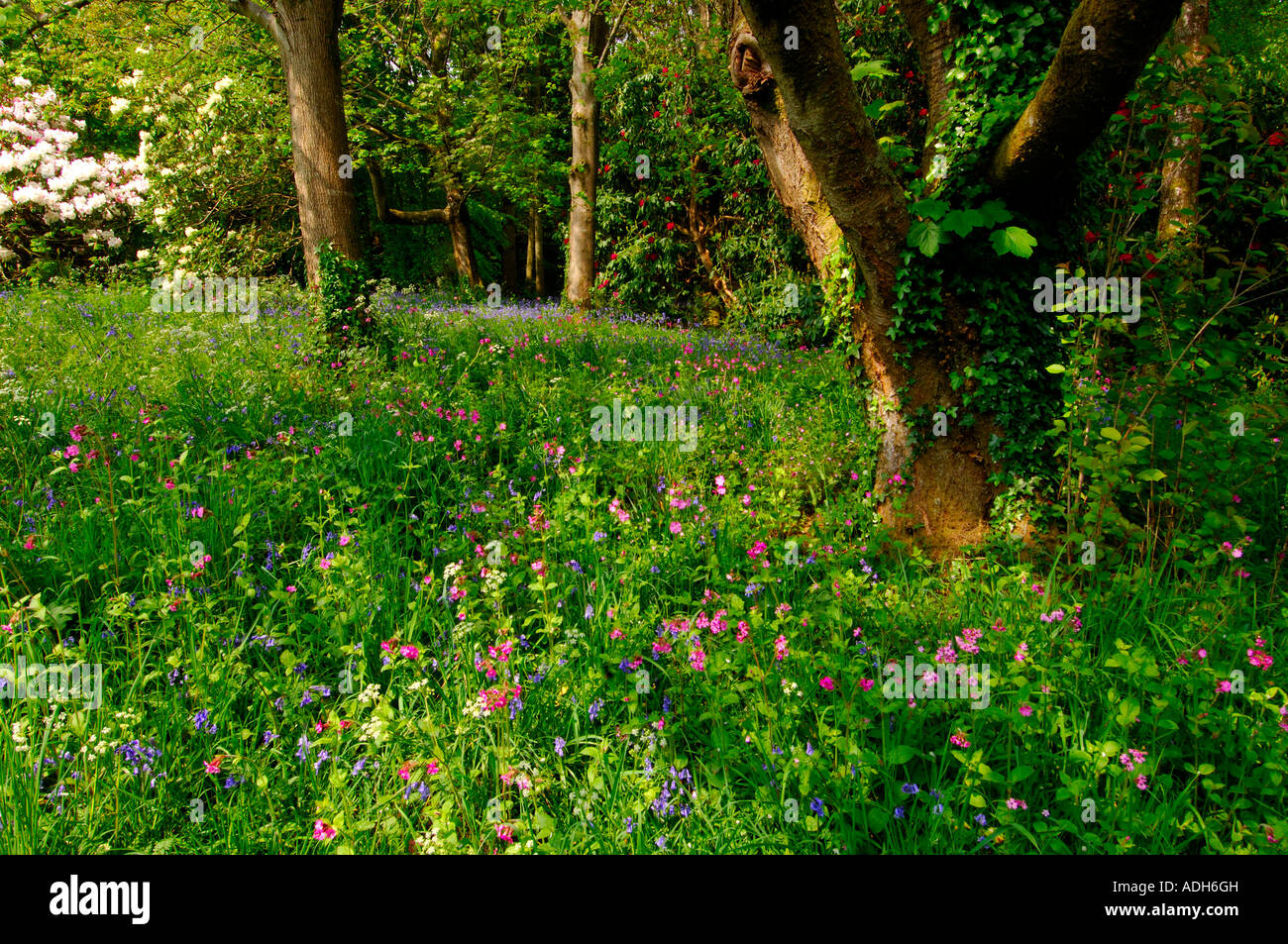 Carpet of bluebells and Pink Campion in a thinly wooded copse Stock Photo