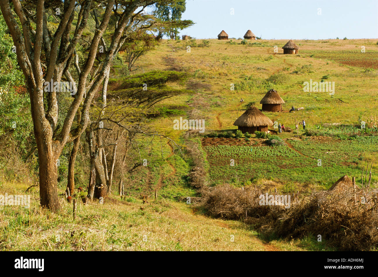 Acacia fence built to protect crops from wild animals Mount Elgon Kenya
