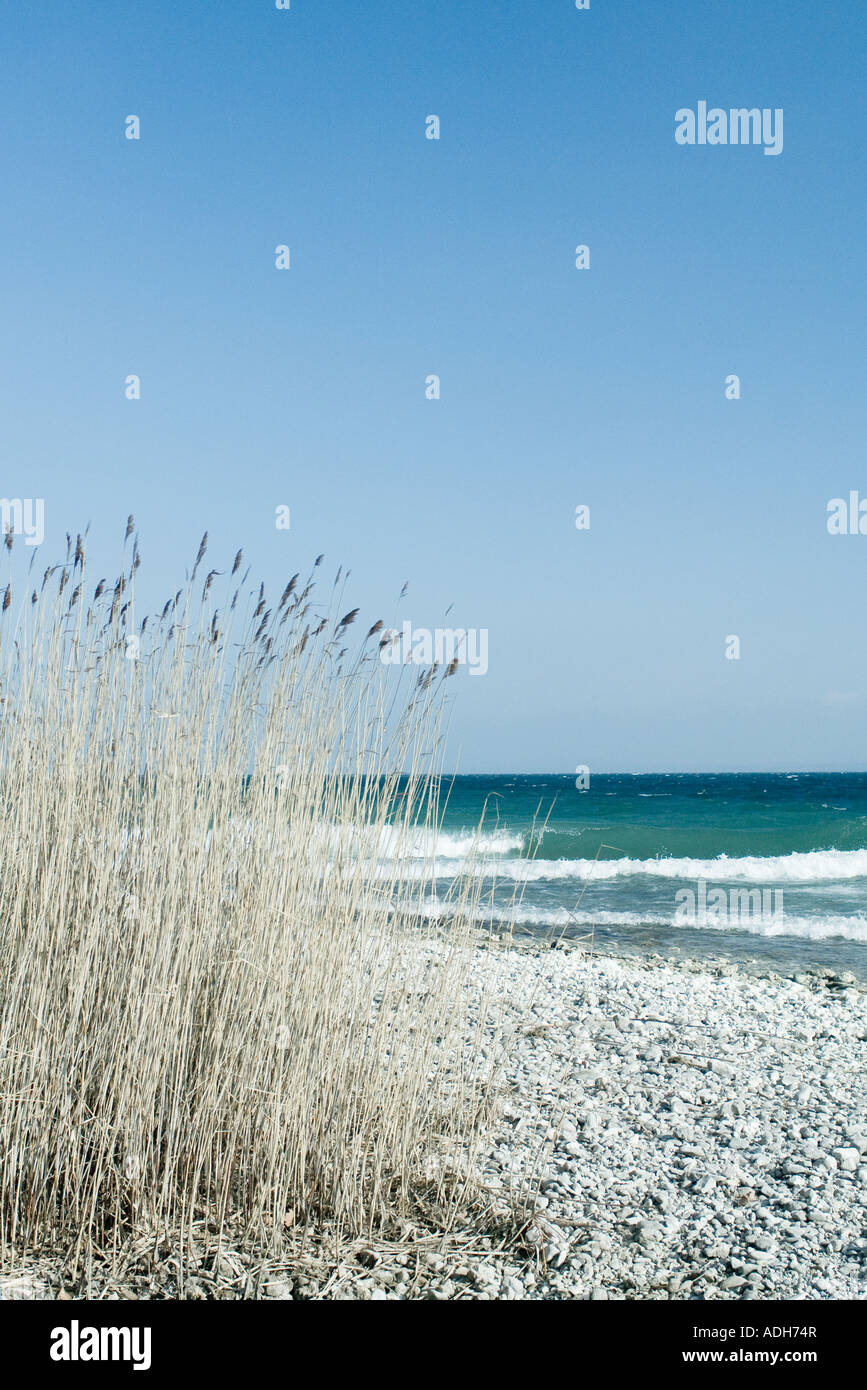 Tall grass growing on lake shore, waves in background Stock Photo