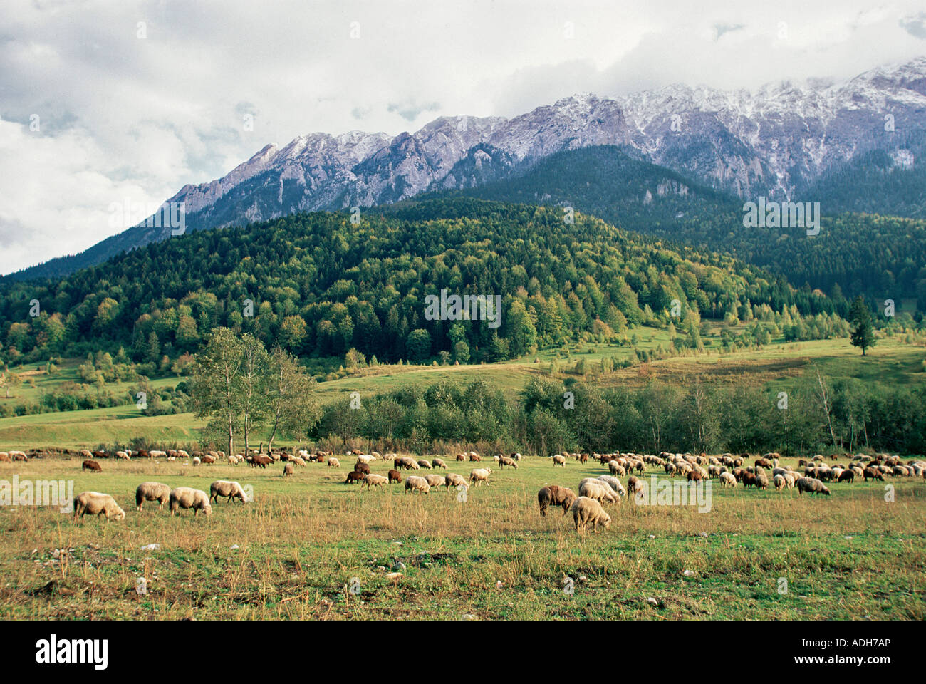 Sheep grazing beneath Piatra Crailui, Zarnesti, Carpathian mountains, Romania Stock Photo