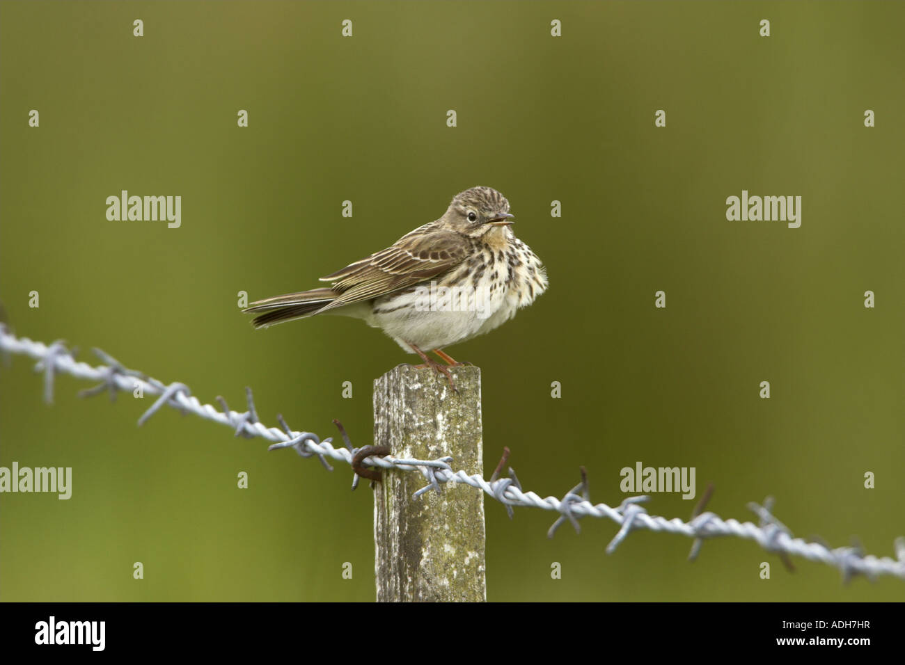 Meadow Pipit Anthus pratensisperched on a fence post Northumberland, England Stock Photo