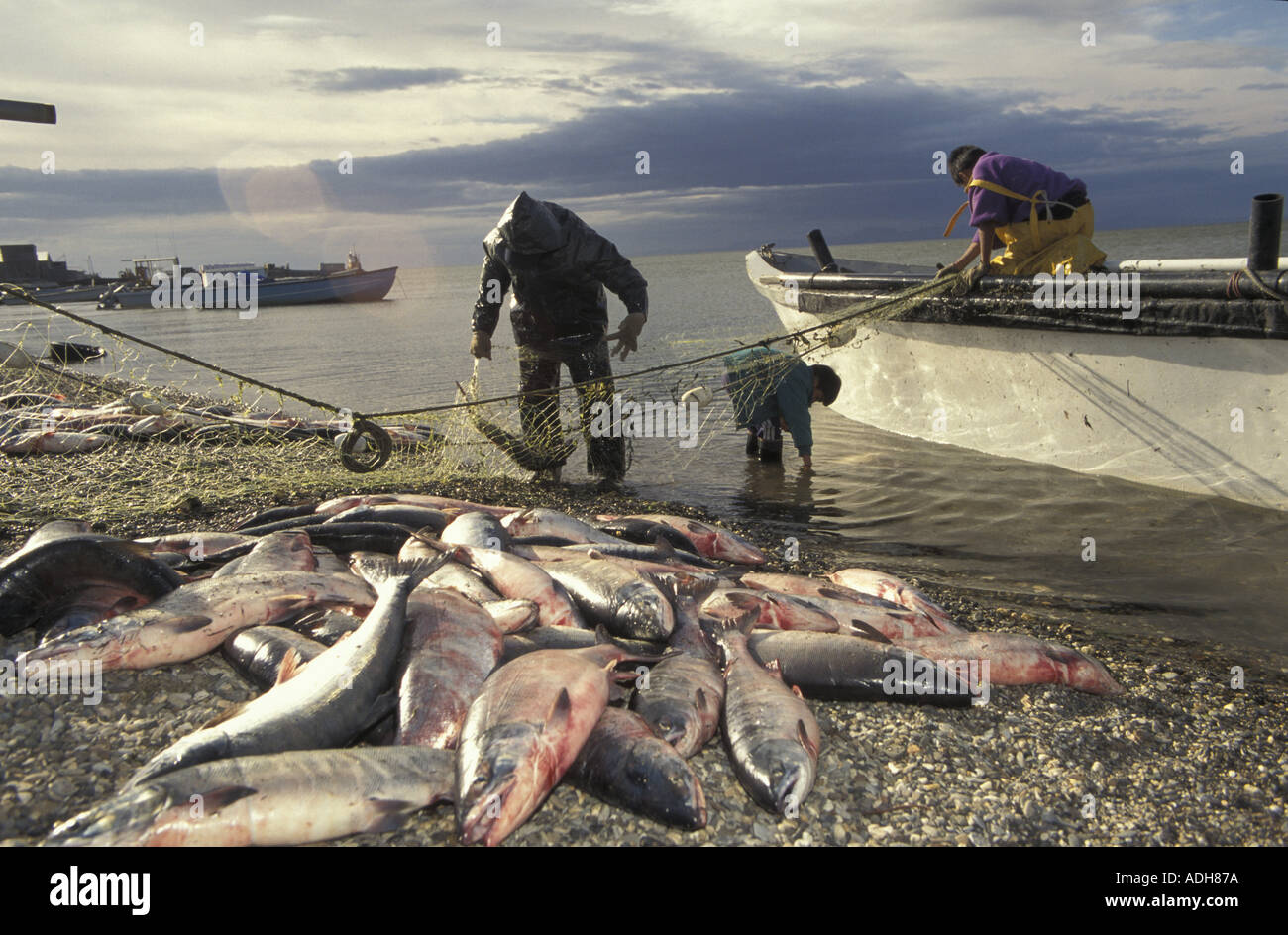 Kotzebue Stock Photos & Kotzebue Stock Images Alamy