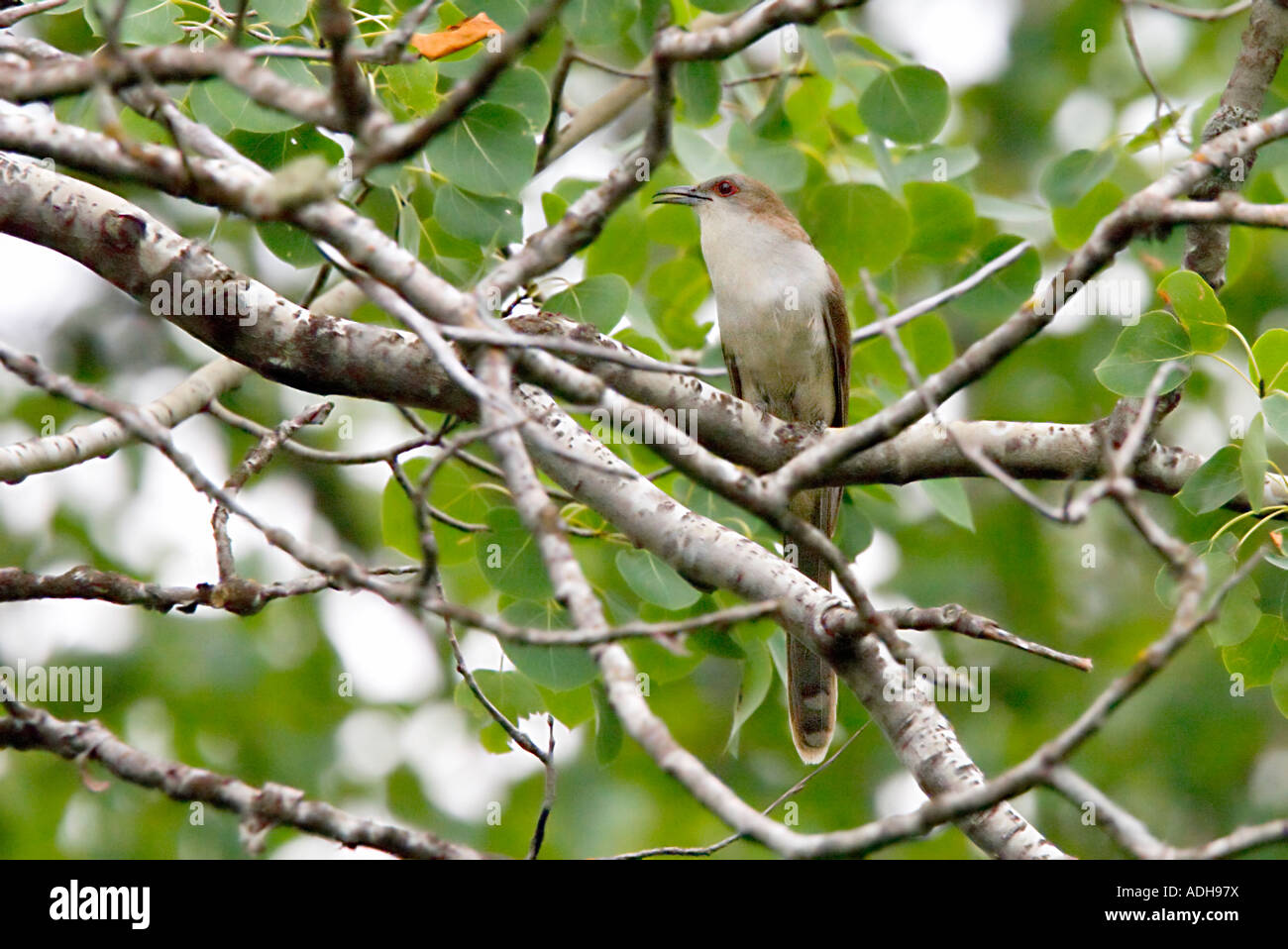 Black-billed Cuckoo Coccyzus erythropthalmus Gun Flint Trail Cook County Minnesota United States 25 July Stock Photo