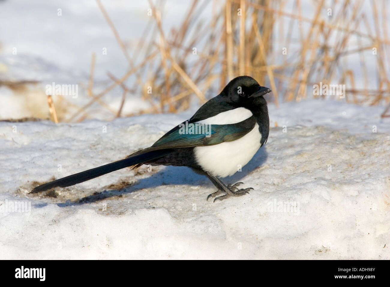 Black Billed Magpie In Alaska