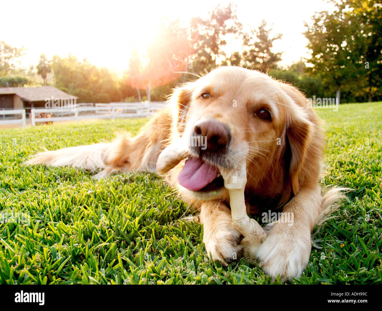 Closeup of golden retriever chewing on rawhide bone Stock Photo Alamy