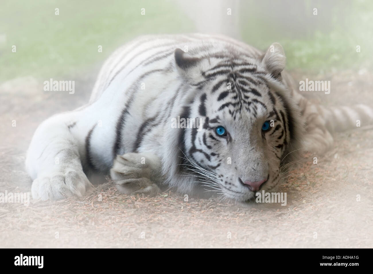 Albino animal hi-res stock photography and images - Alamy