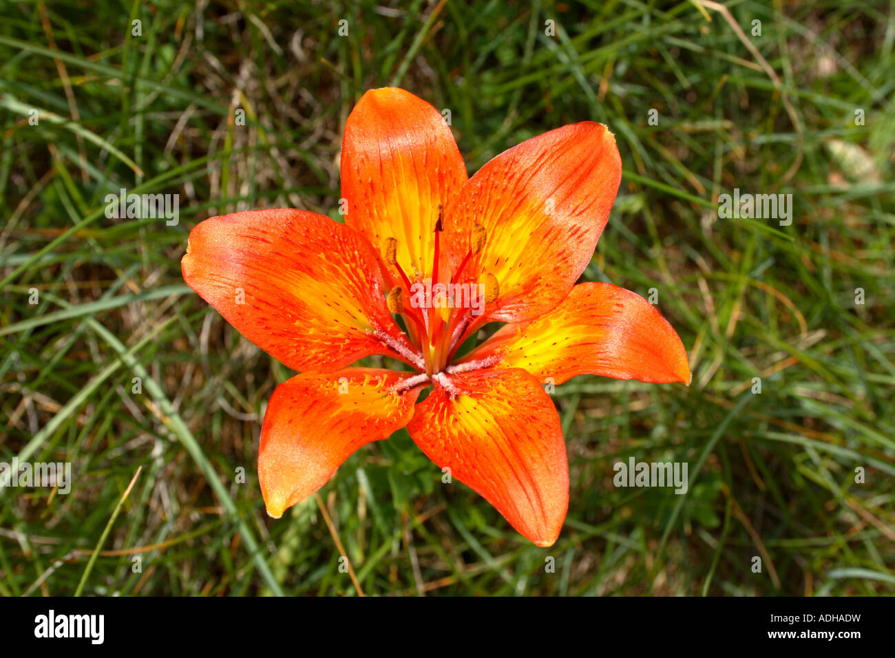 Fire Lily on a High Karst meadow in Northern Dinaric Mountains, Slovenia Stock Photo