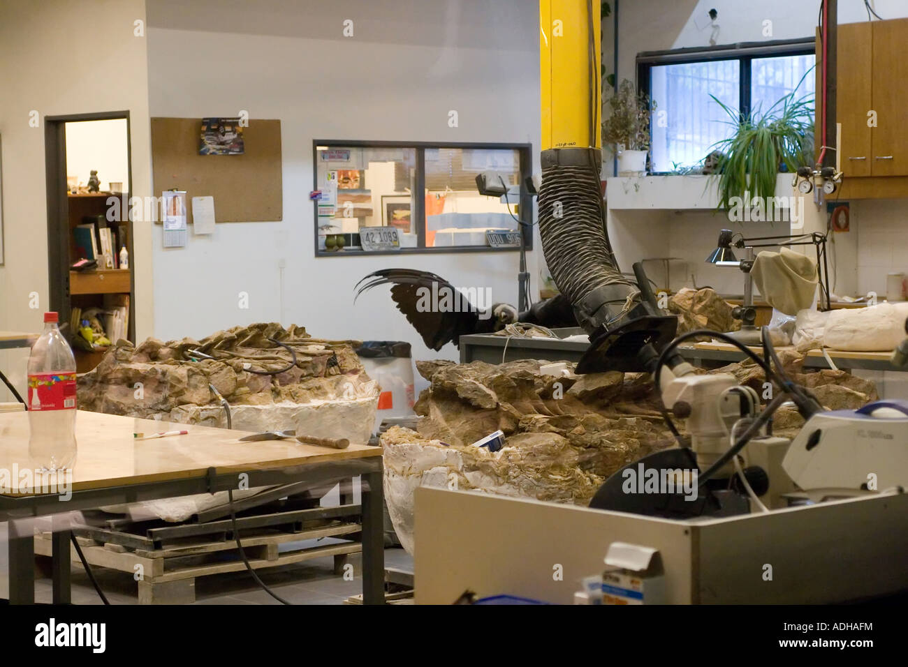 Egidio Feruglio paleontology museum Stock Photo