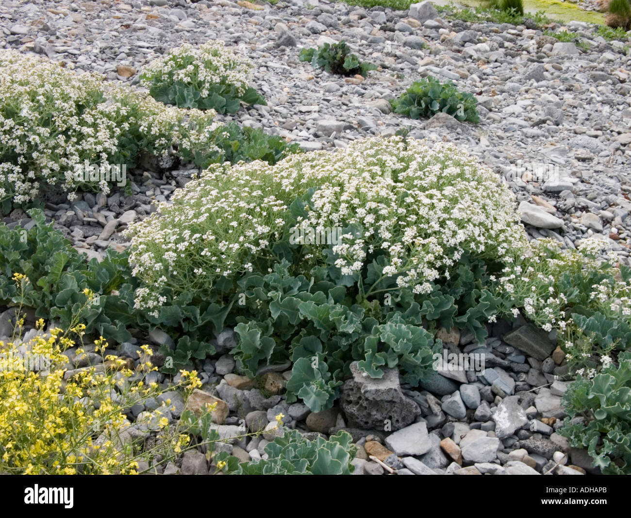Edible sea kale on beach, Isle of Man Stock Photo Alamy