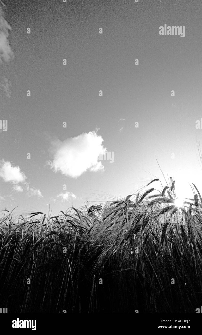 Clouds in Sky over a Summer Barley Field at Sunset in County Kilkenny Ireland Stock Photo