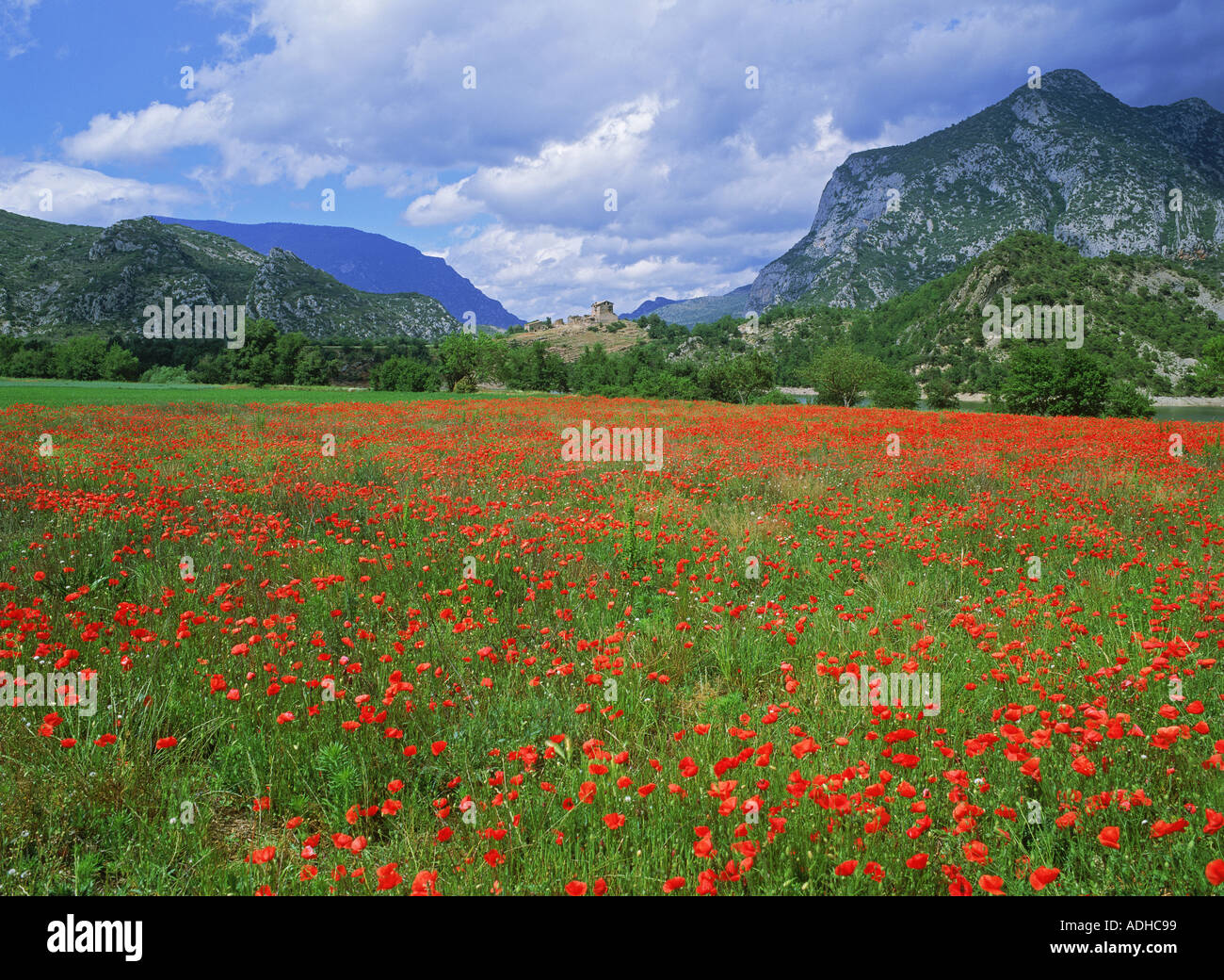 Coll de Nargo above field of red vallmo in Pyrenees in Catalunya Spain Stock Photo