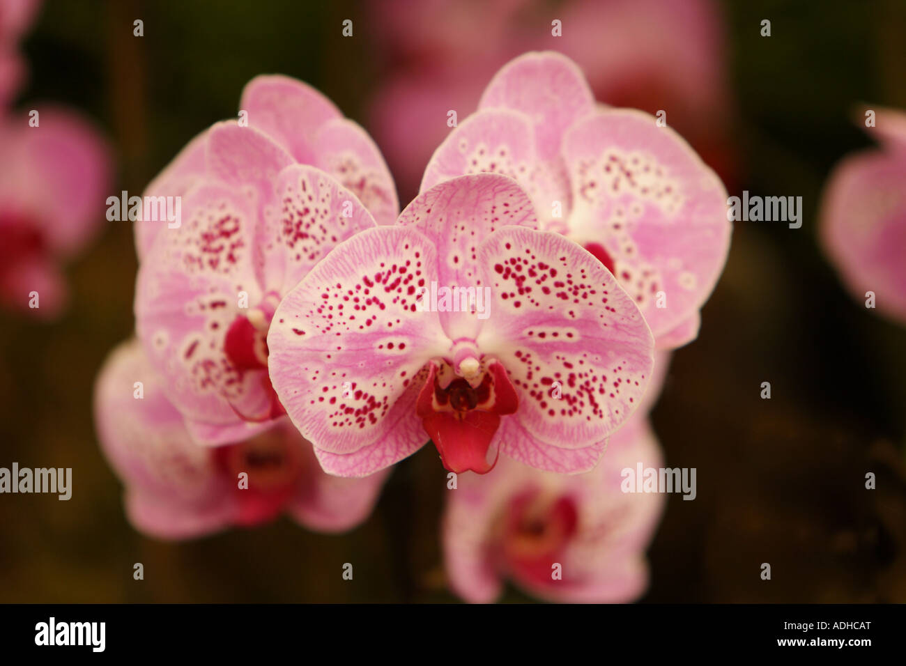 Pretty white orchid pink spots hi-res stock photography and images - Alamy