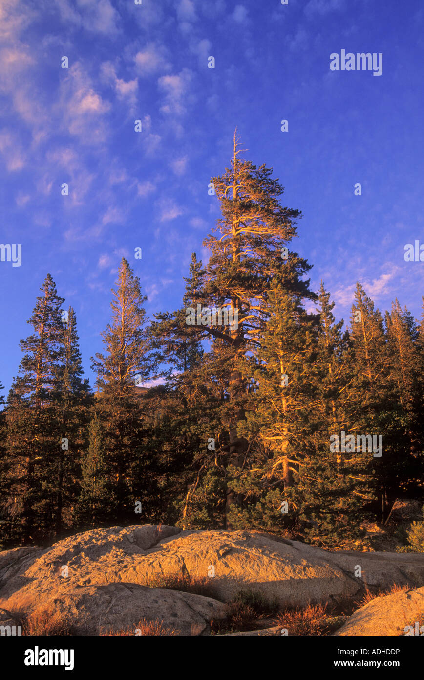 Pine forest near Caples Lake in the Eldorado National Forest, Sierra Nevada Mountain Range, California, USA Stock Photo