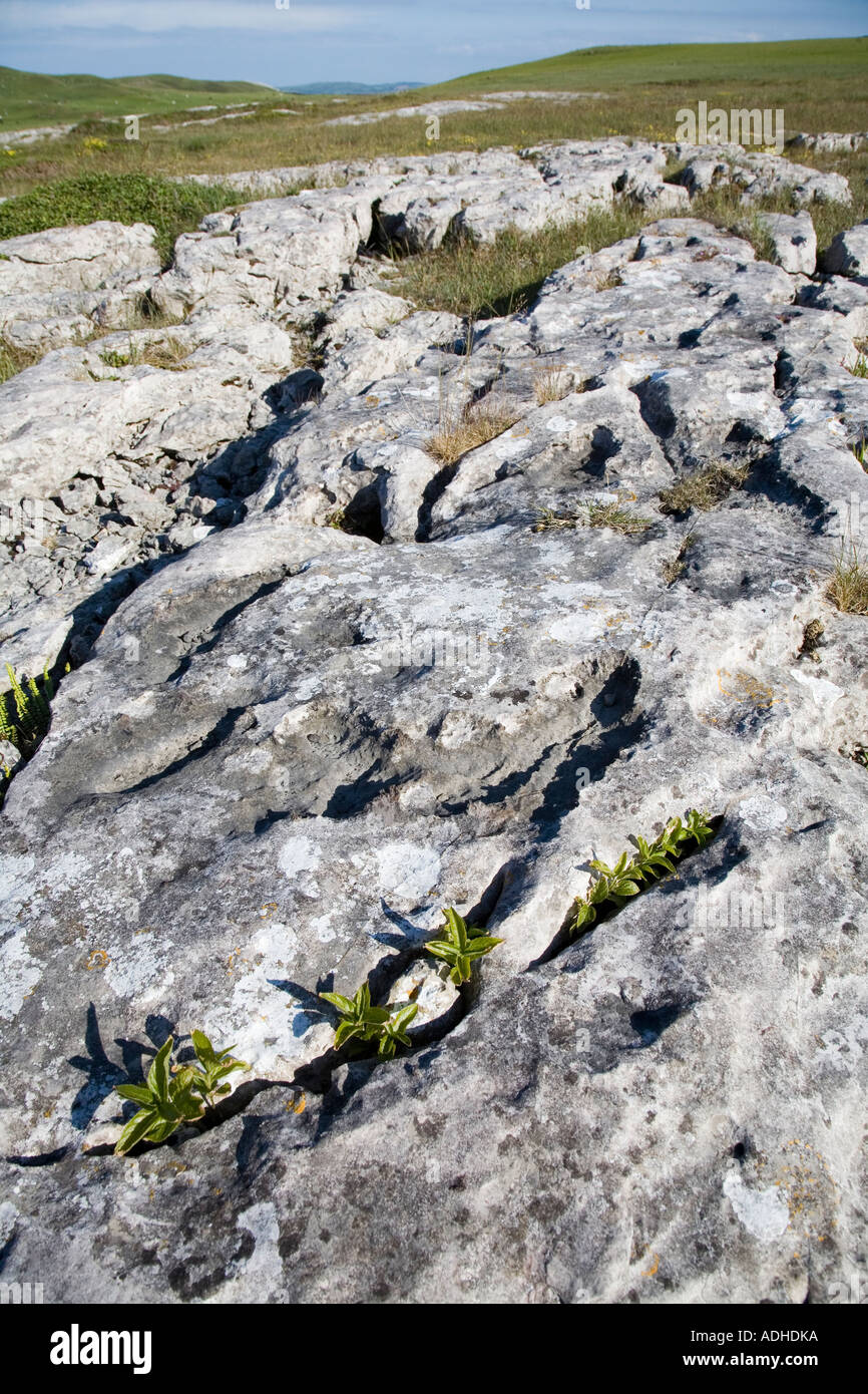 Plants growing in cracks of limestone pavement on Great Orme Wales UK